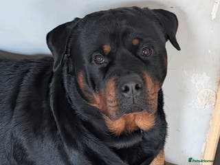 Rottweiler dogs Azrael KC Registered Health Tested Proven Stud - Advert 1