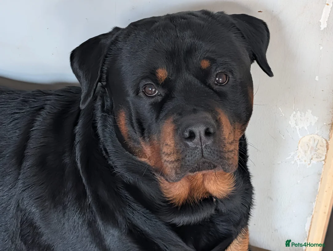 Rottweiler dogs for stud: Superb Stud KC Reg, Hip, Elbow Scores Health Tests - Advert 1
