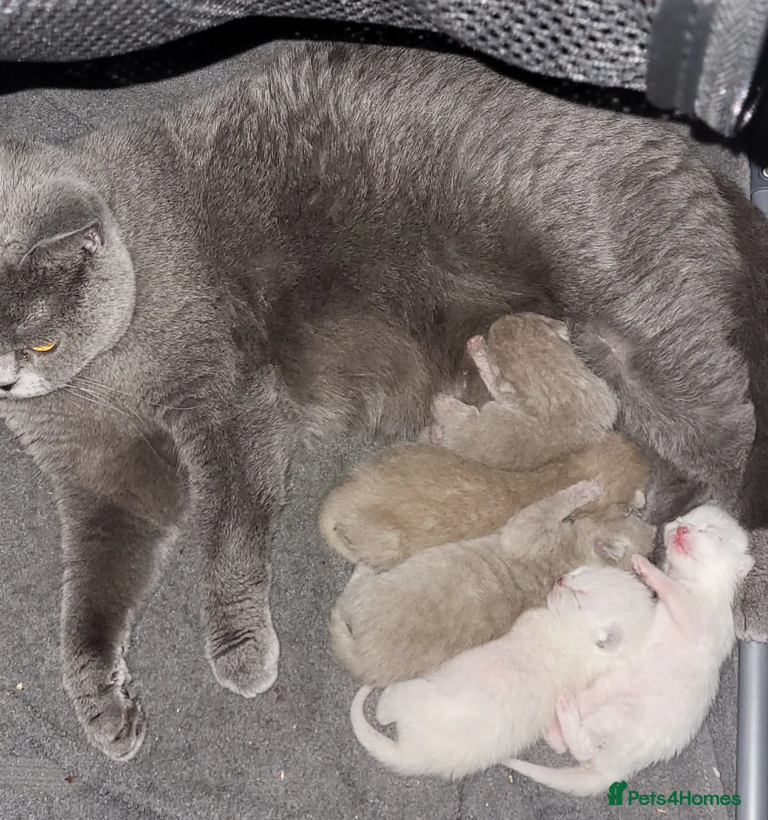 British Shorthair cats for sale: ☆☆ Exceptional full pedigree british shorthairs ☆☆ - Advert 2