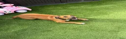 Staffordshire Bull Terrier dogs for sale: Free 9 month puppy looking for new home  in Liverpool - Advert 3