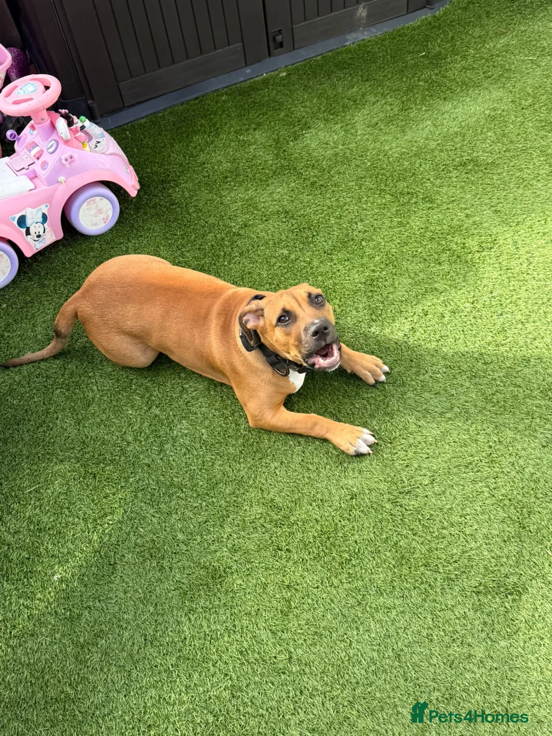 Staffordshire Bull Terrier dogs for sale: Free 9 month puppy looking for new home  in Liverpool - Advert 3