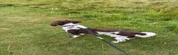 Sprocker dogs for sale: Need to rehome - Advert 6