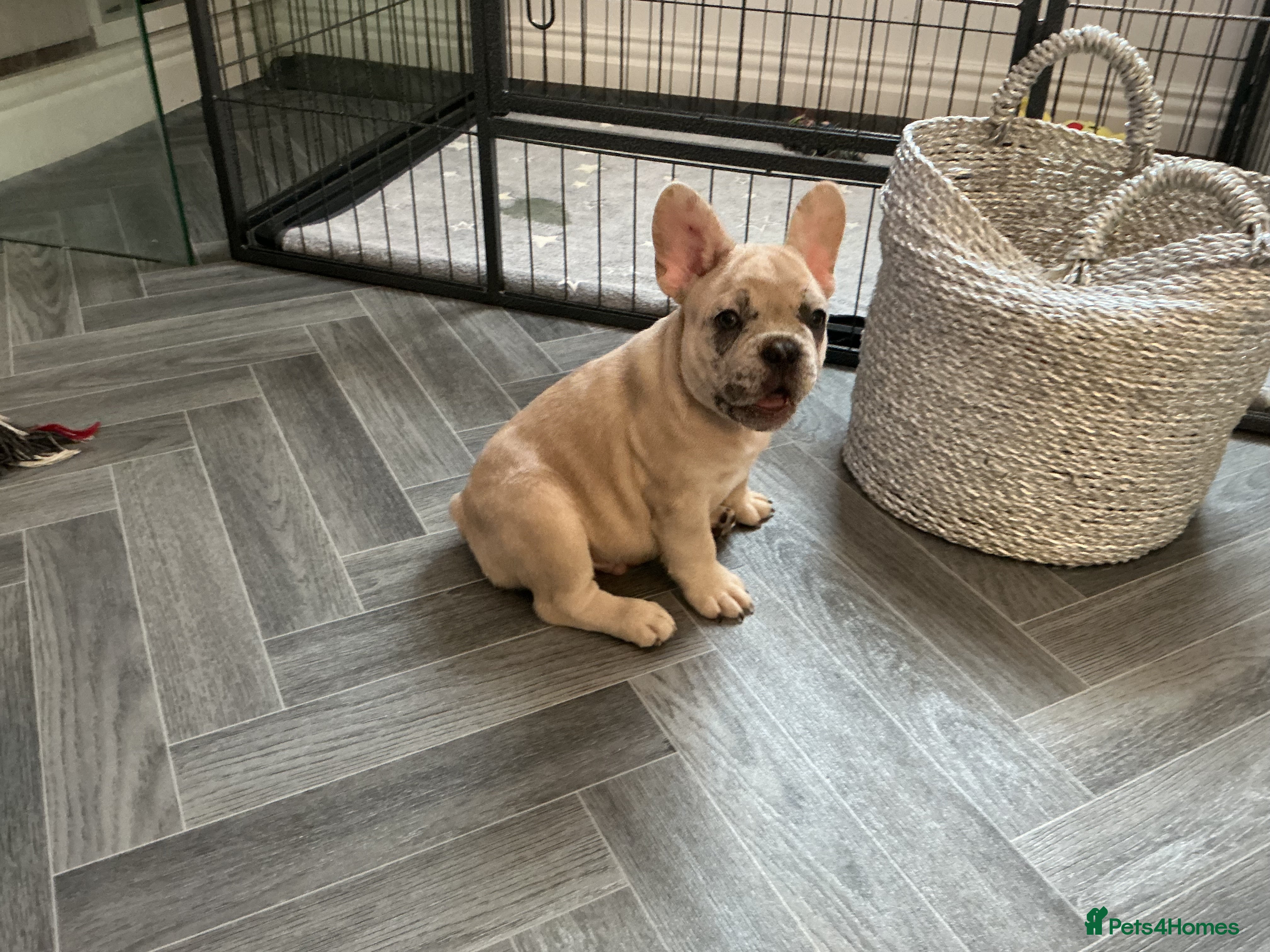 French Bulldog dogs French bulldog puppies ready for their new home  - Advert 2