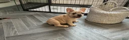 French Bulldog dogs for sale: French bulldog puppies are ready for a new home  - Advert 18