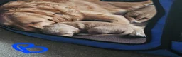 Golden Retriever dogs for sale: 5 Beautiful boys in Abingdon - Advert 9