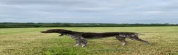 German Shorthaired Pointer dogs for stud: KC Registered GSP For Stud in Barnstaple - Advert 6