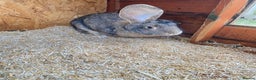 Continental Giant rabbits for sale: Beautiful Giant Rabbit Female, Eight Months Old - Advert 3