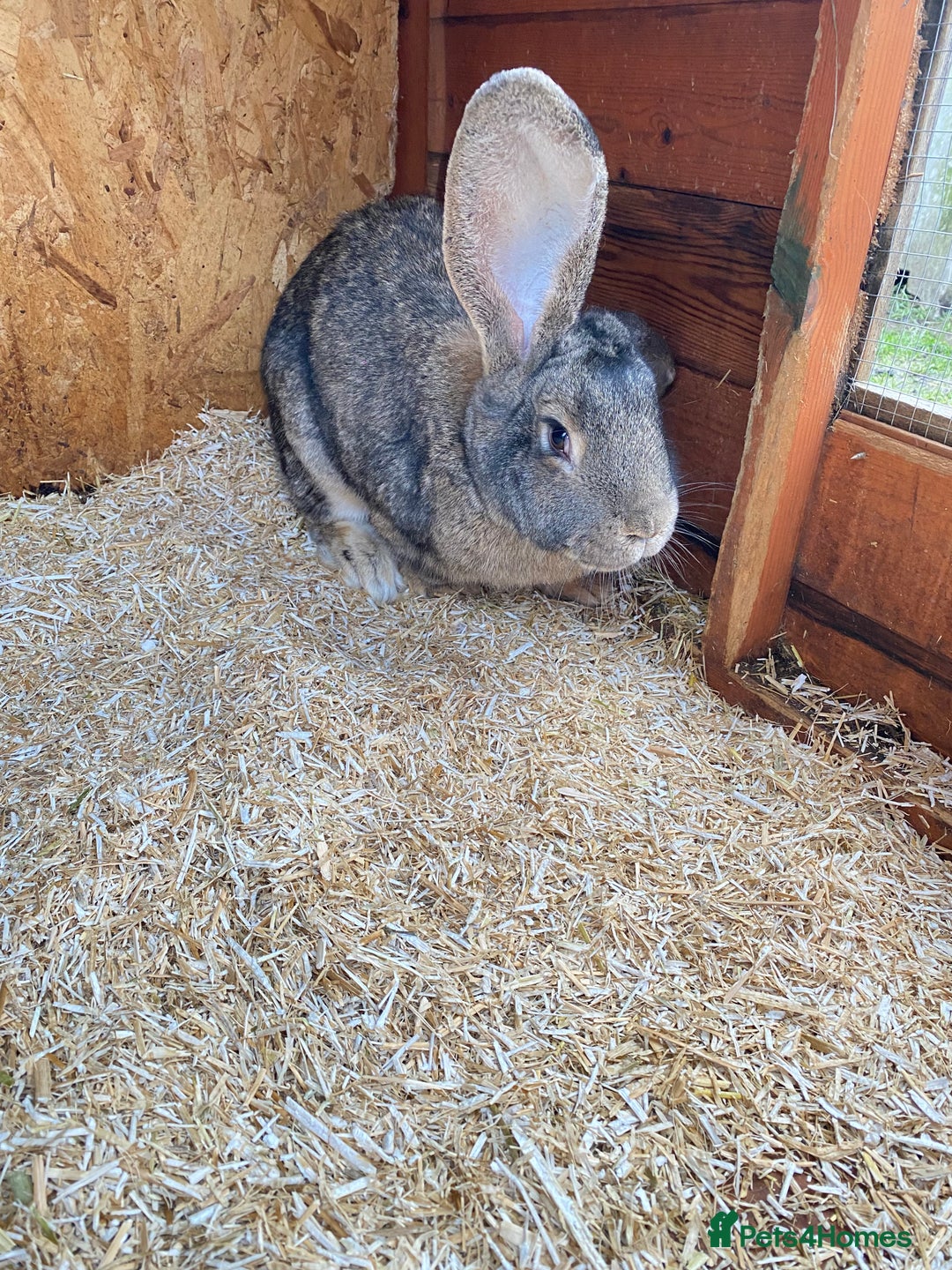 Continental Giant rabbits for sale: Beautiful Giant Rabbit Female, Eight Months Old - Advert 3