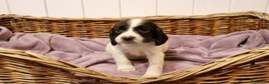 English Springer Spaniel Puppy 3