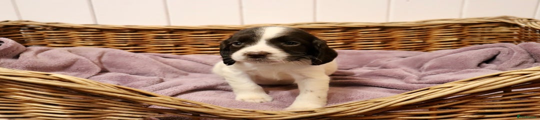 English Springer Spaniel Puppy 3