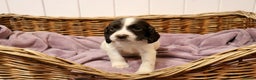 English Springer Spaniel dogs for sale: 1 BOY LEFT!! Working Bred Springer Spaniel.  - Advert 26