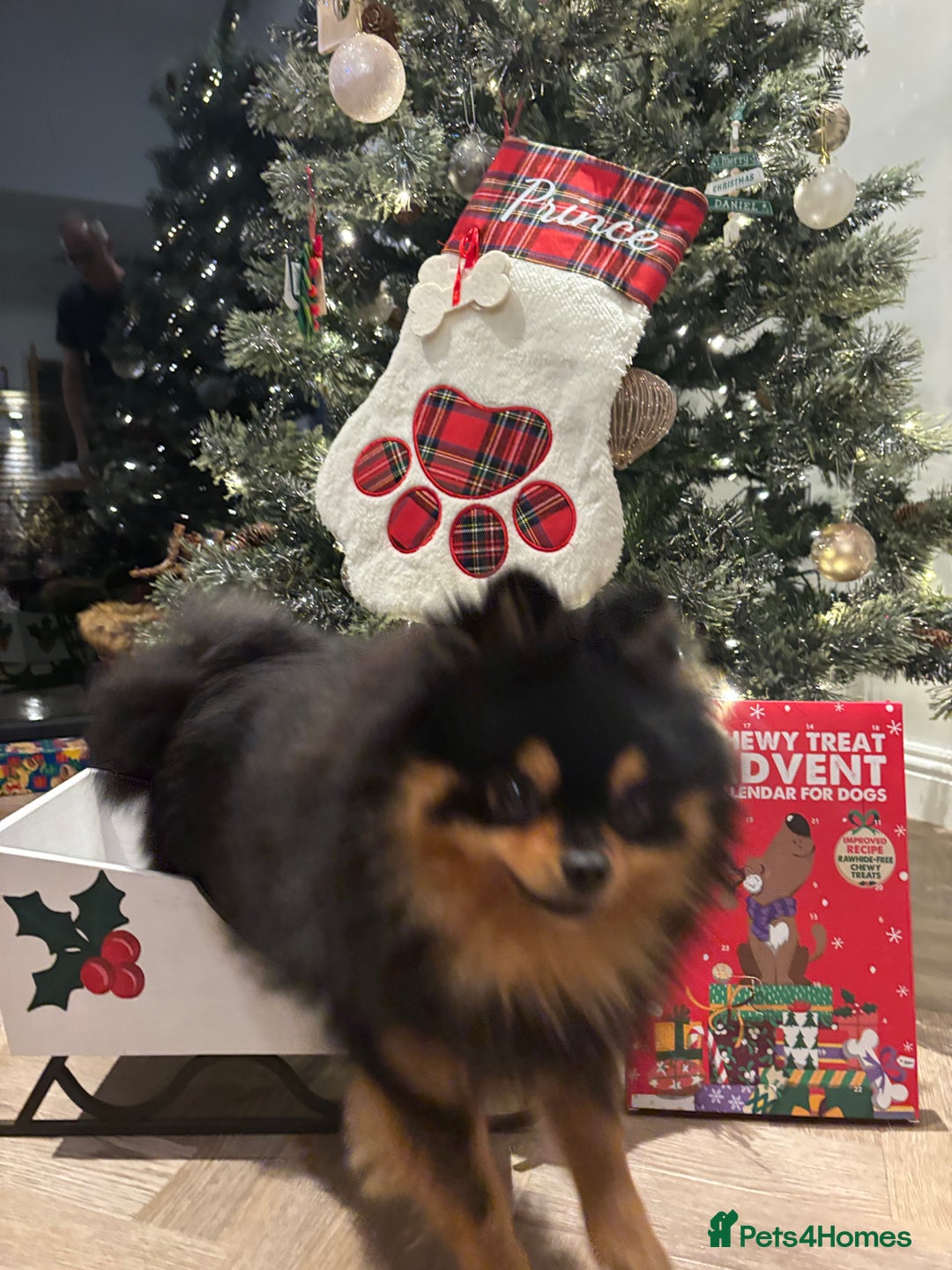 Pomeranian dogs for stud: Prince available for stud services  - Advert 4