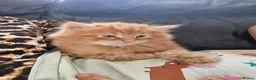 Norwegian Forest Cat cats for sale: Beautiful ginger Norwegian kittens  - Advert 18