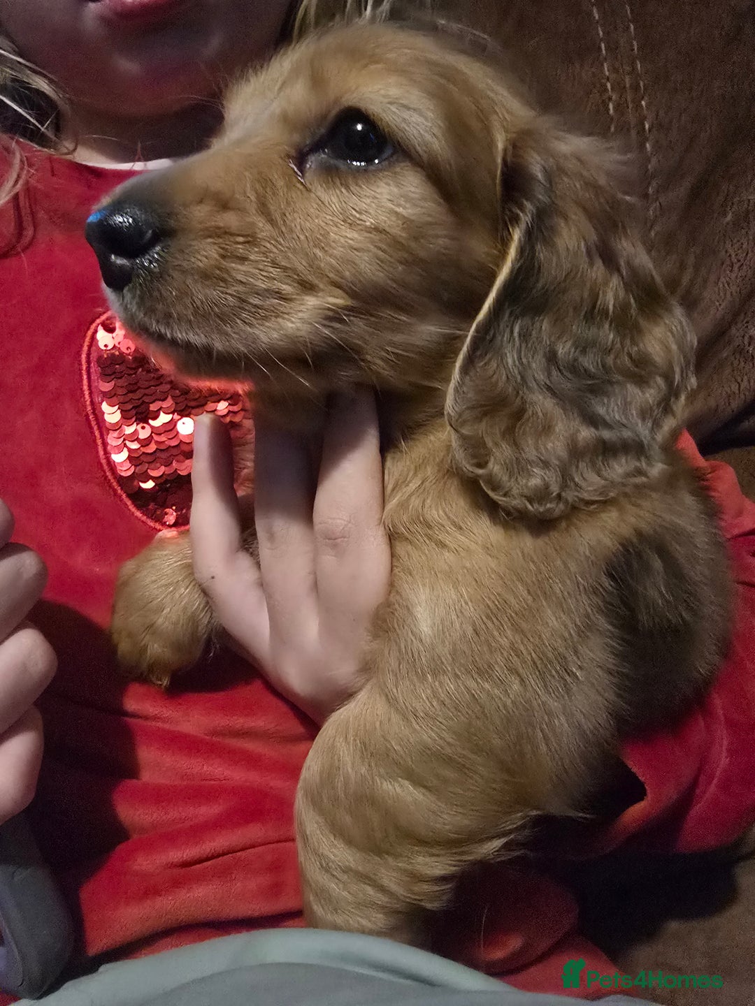 Miniature Dachshund dogs for sale: Miniature Long-Haired Dachshund - Advert 26