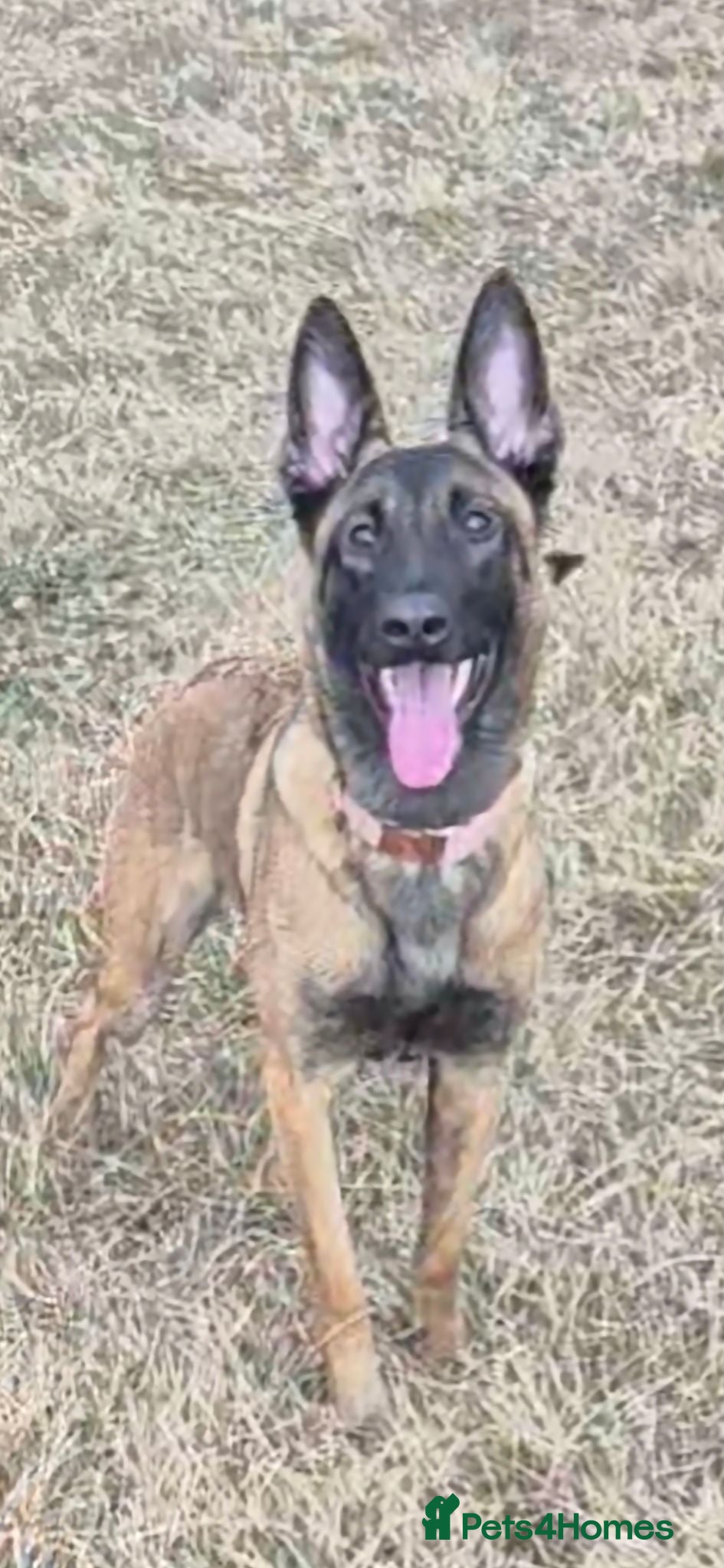 Belgian Shepherd Dog dogs 8 Beautiful Belgian Malinois pups - Advert 1
