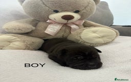Shar Pei dogs for sale: 🔥 BEAUTIFUL SHARPEI PUPS 🔥  - Image 8