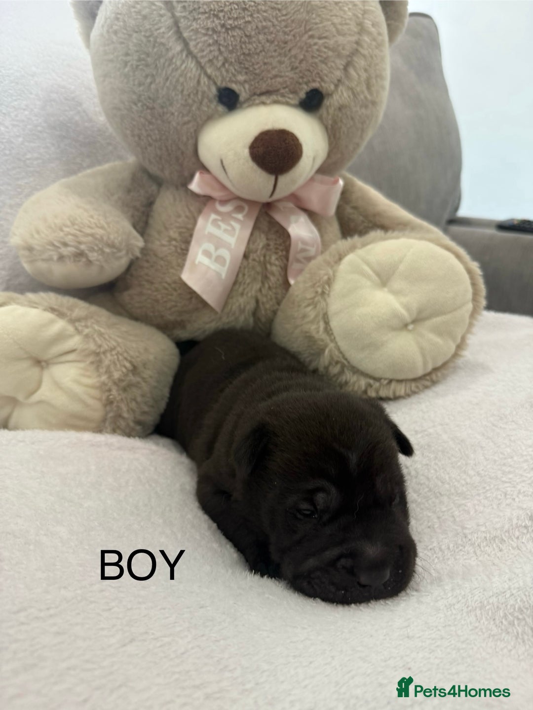 Shar Pei dogs for sale: 🔥 BEAUTIFUL SHARPEI PUPS 🔥  - Image 8