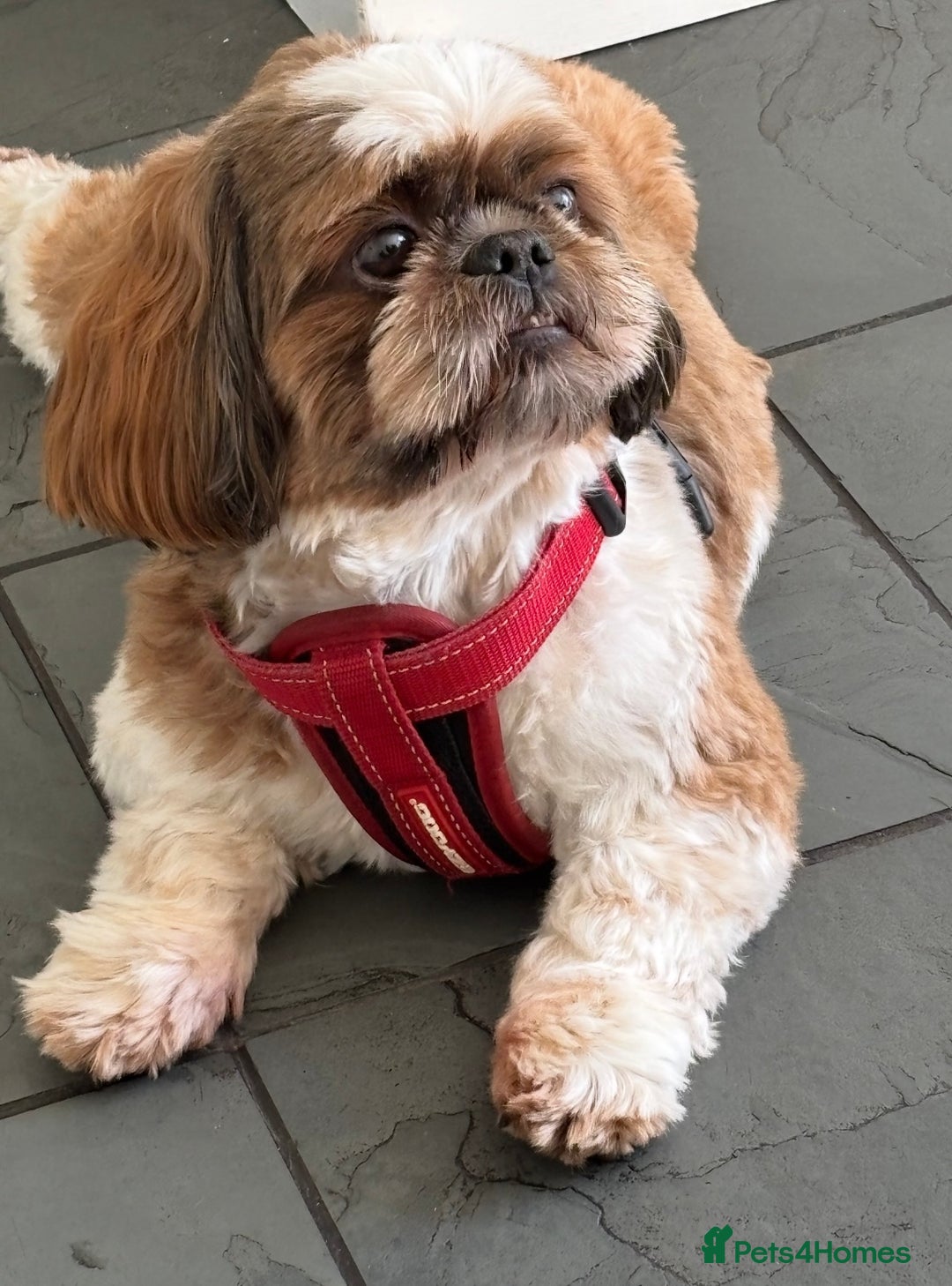 Shih Tzu dogs for sale: Gorgeous litter of shih tzu pups  - Advert 3