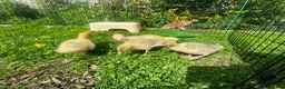 Geese poultry for sale: Stunning hand reared friendly Embden Gander - Advert 15