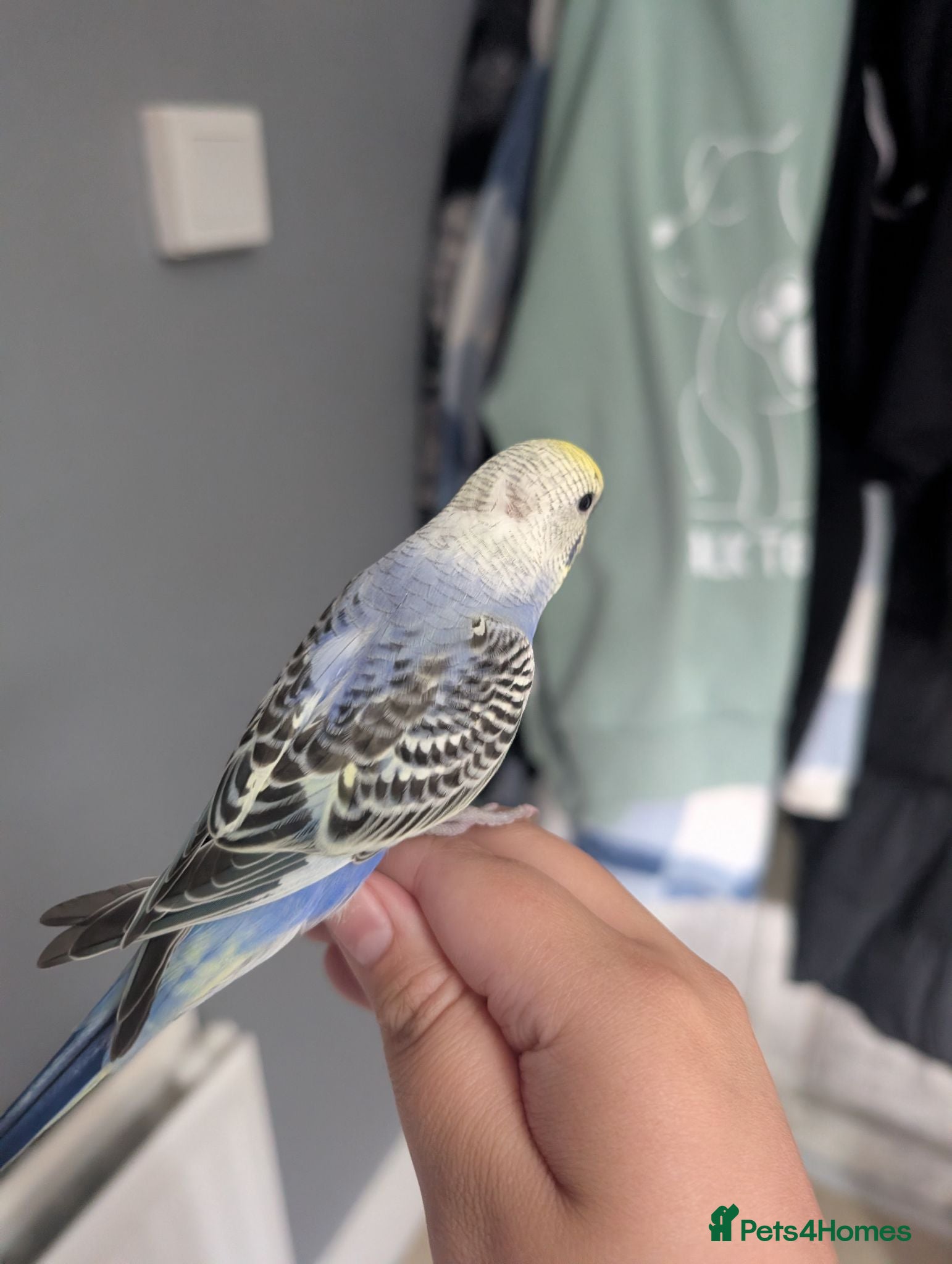 Budgerigars birds Baby budgie REDUCED  - Advert 2