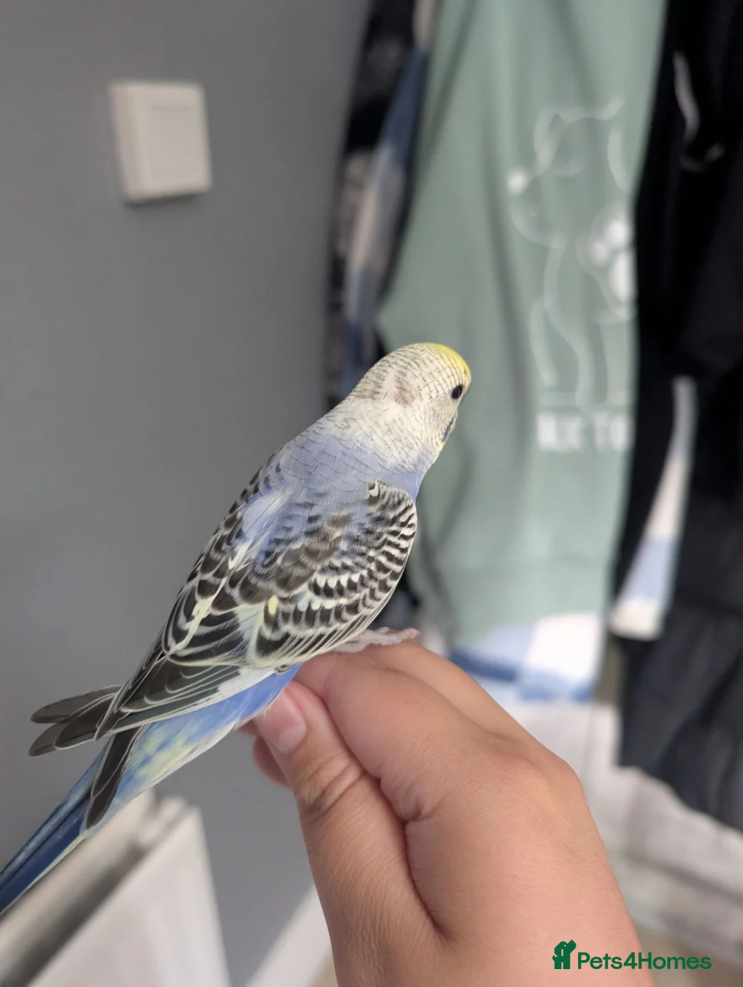 Budgerigars birds for sale: Baby budgie REDUCED  - Advert 2