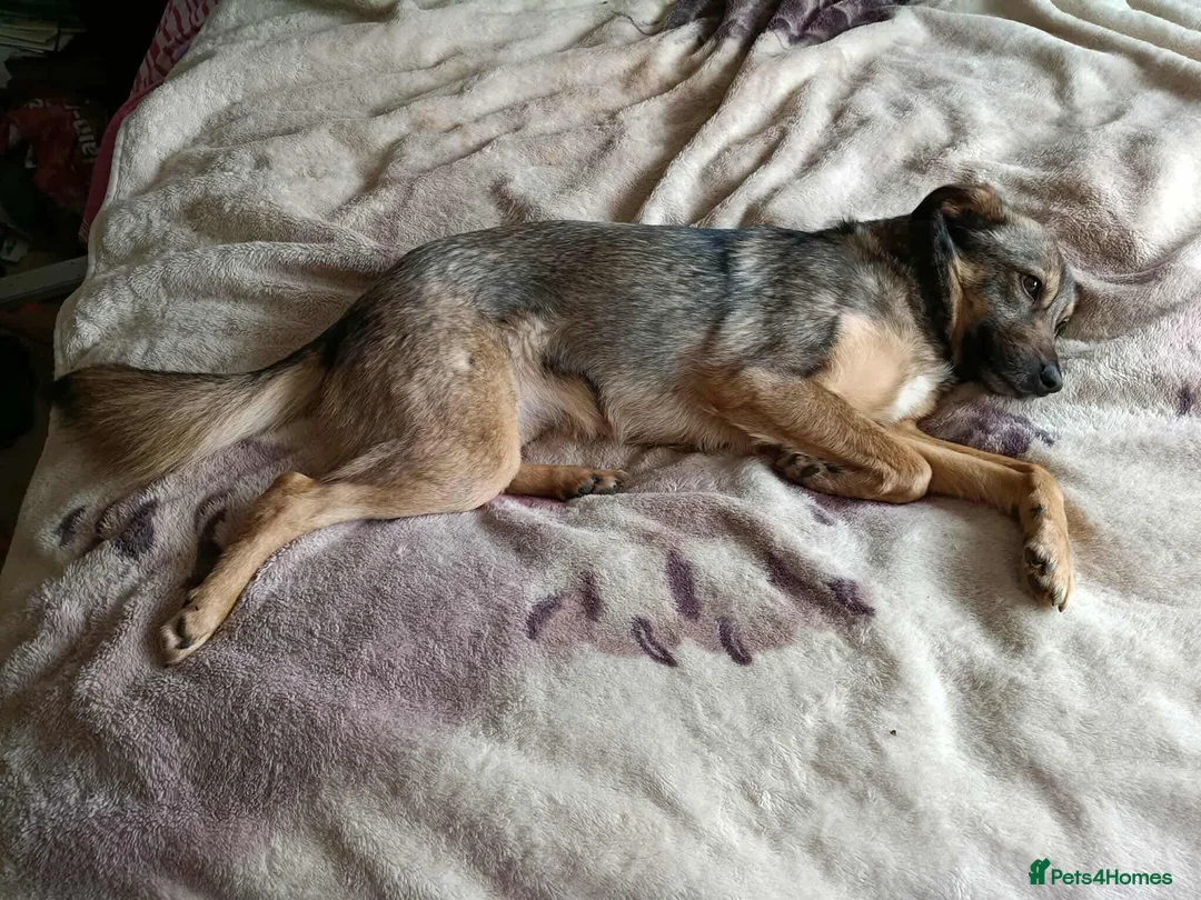 Mixed Breed dogs for adoption: Margot for adoption - Advert 4