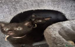 Mixed Breed cats for sale: 3 beautiful girls looking for their forever home  - Image 7