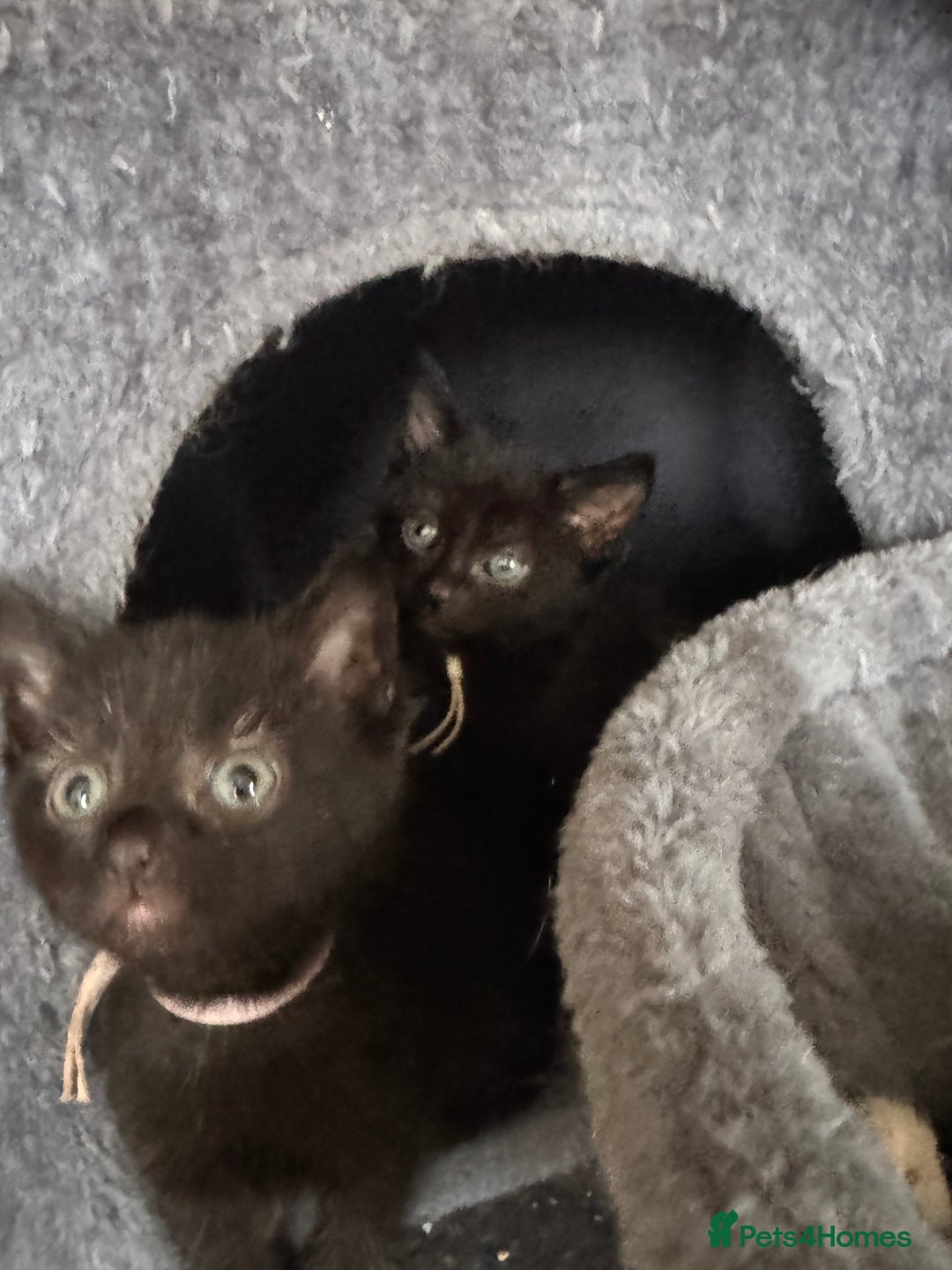 Mixed Breed cats for sale: 3 beautiful girls looking for their forever home  - Image 7