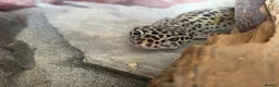 Leopard Gecko reptiles for sale: leopard geckos 1male/1female with exoterra viv in March - Advert 12