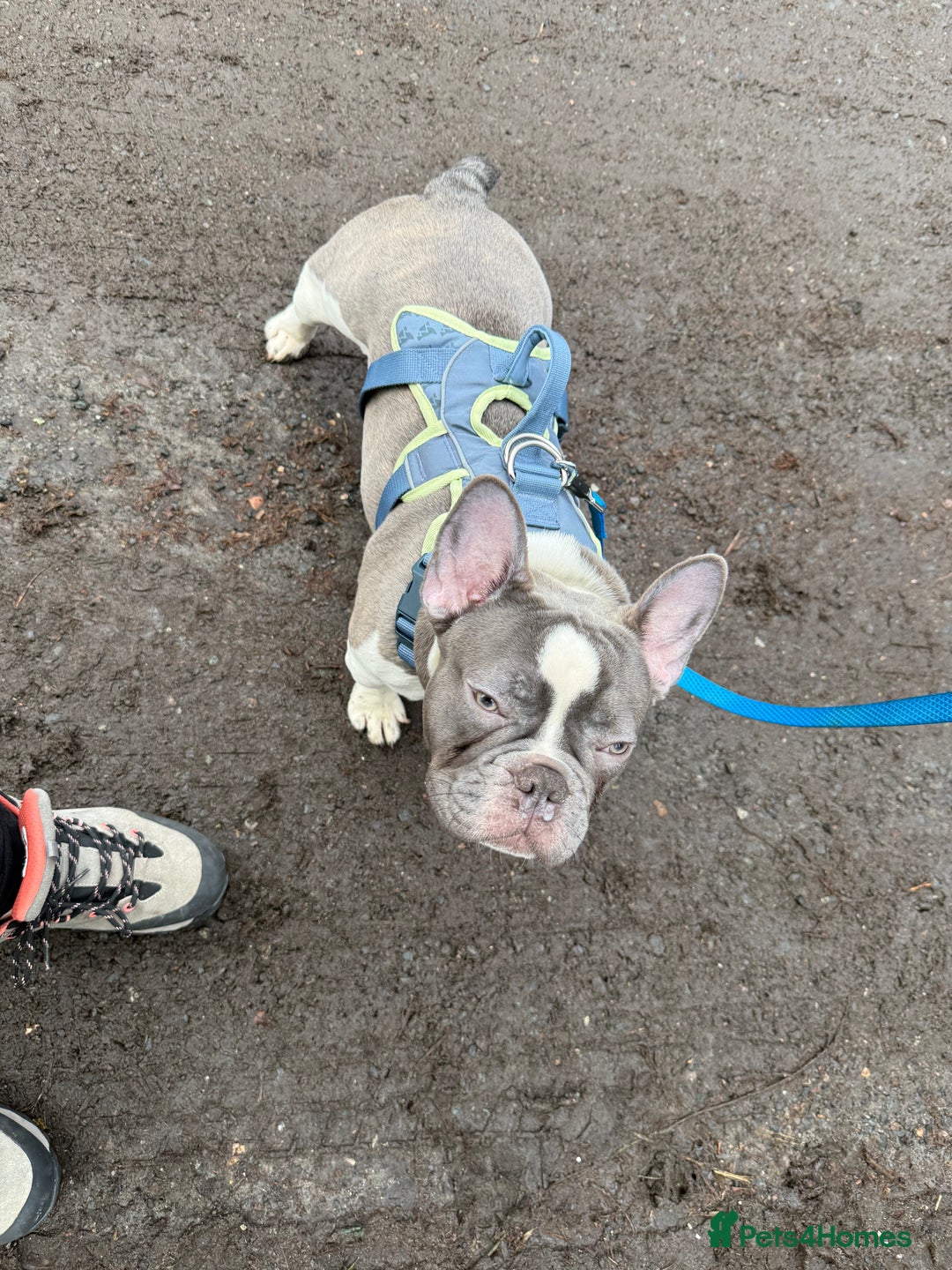 French Bulldog dogs for sale: Urgent French Bulldog 8 months lovely character - Advert 2