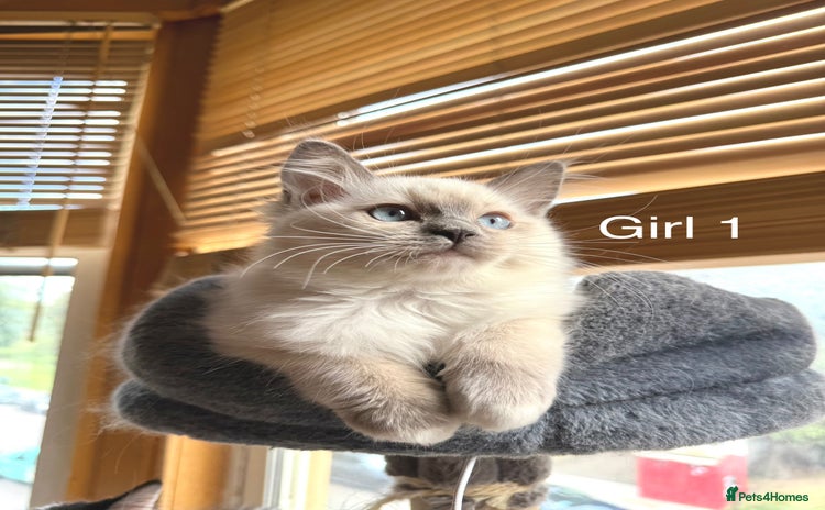 Ragdoll cats - Advert 2