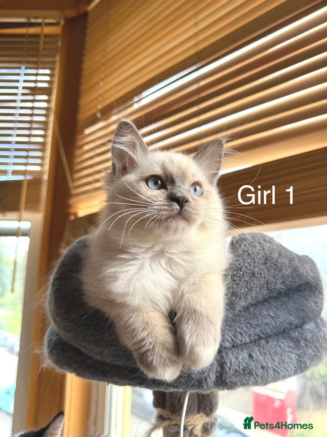 Ragdoll cats for sale: 4 beautiful ragdoll kittens  - Image 1