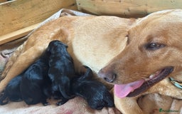 Labrador Retriever dogs for sale: Perfect Litter of 5th Generation Labrador Puppies - Advert 14