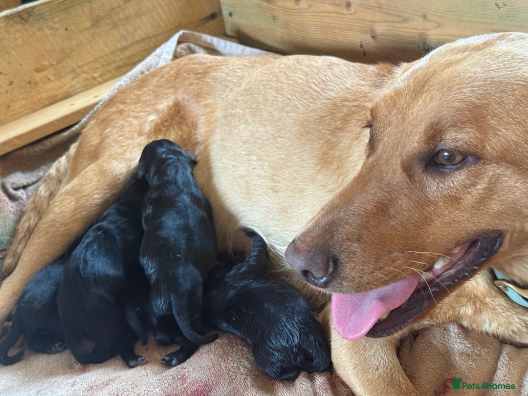 Labrador Retriever dogs for sale: Perfect Litter of 5th Generation Labrador Puppies - Advert 14