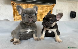 French Bulldog dogs for sale: *REDUCED* Fluffy Carrier French Bulldog - Image 7