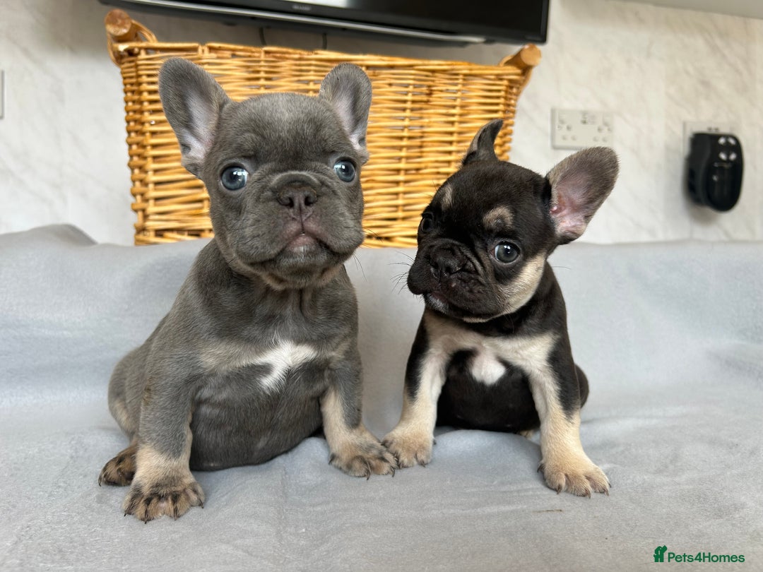 French Bulldog dogs for sale: *REDUCED* Fluffy Carrier French Bulldog - Image 7