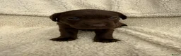 Labrador Retriever dogs for sale: Chocolate Labrador Puppies - Advert 22