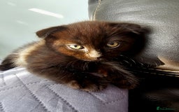 Mixed Breed cats for sale: Scottish Fold Kittens! Ready for loving home - Image 3