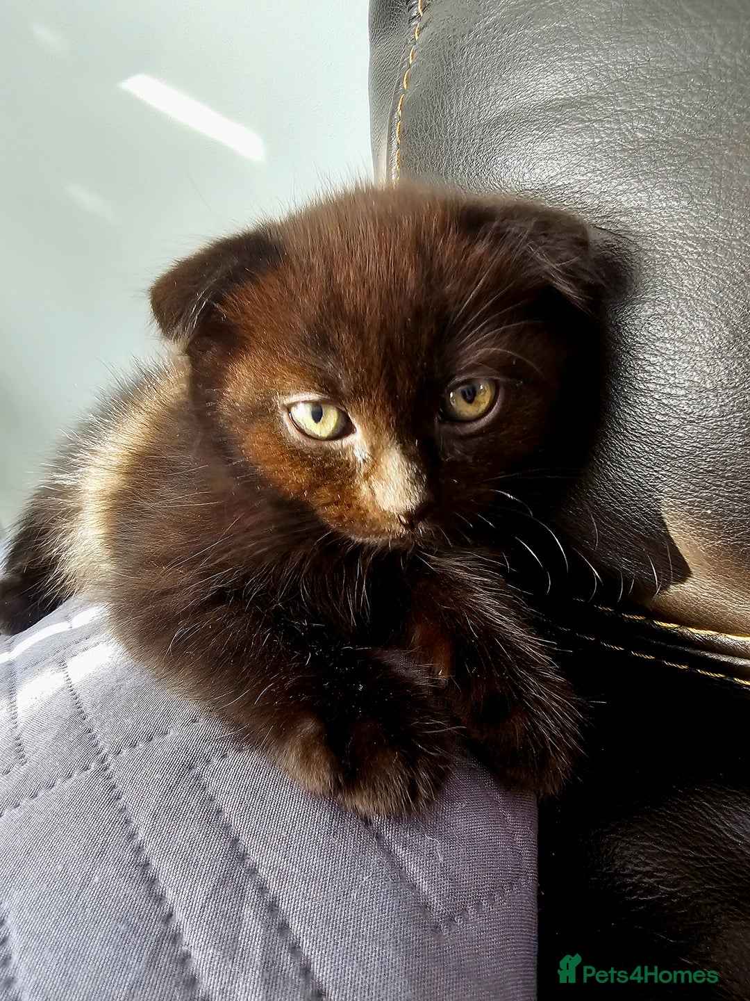 Mixed Breed cats for sale: Scottish Fold Kittens! Ready for loving home - Image 3