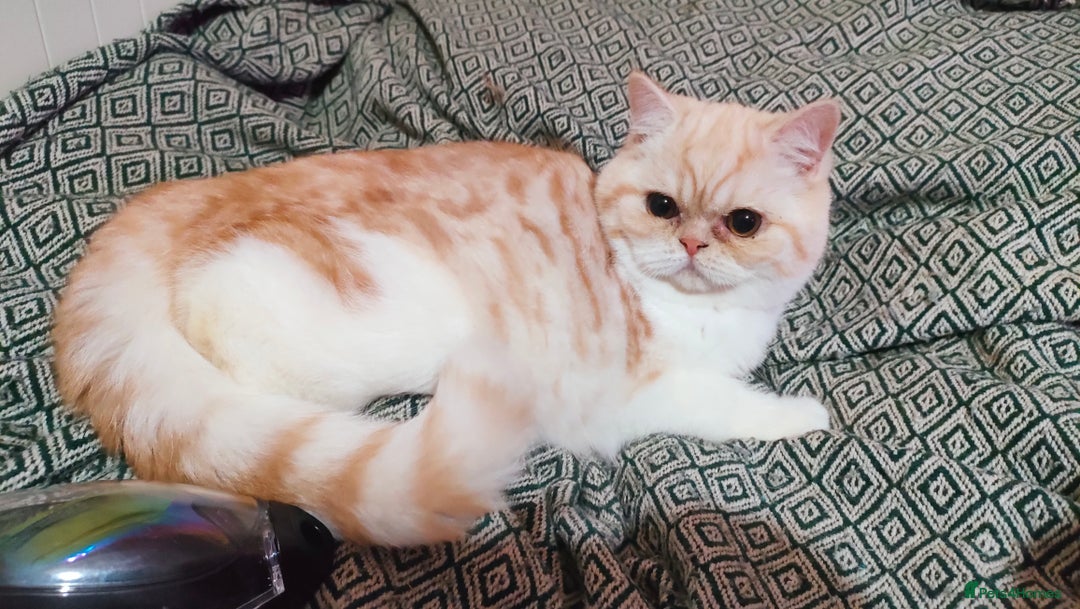 Exotic cats for sale: Two exotic shorthair boys  - Image 7