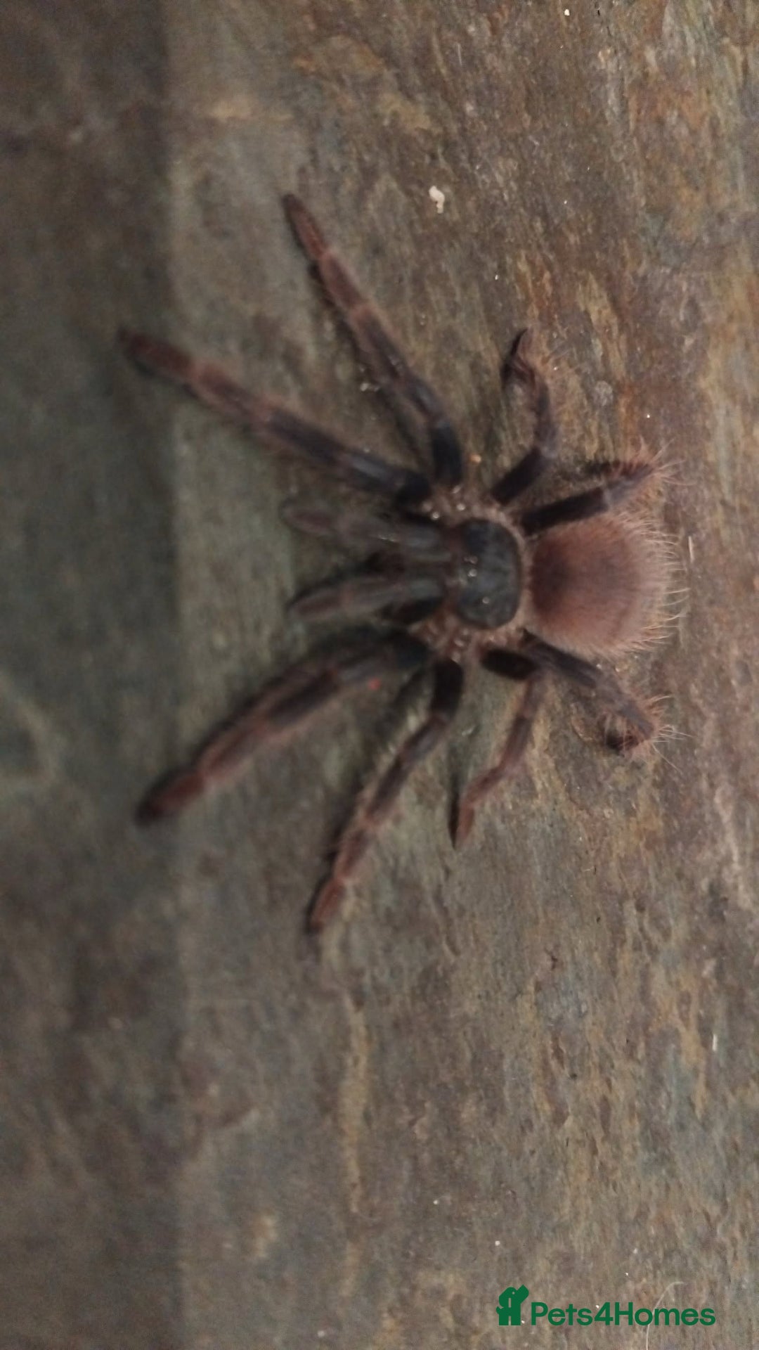 Tarantulas invertebrates for sale: Brazilian blue  - Advert 4