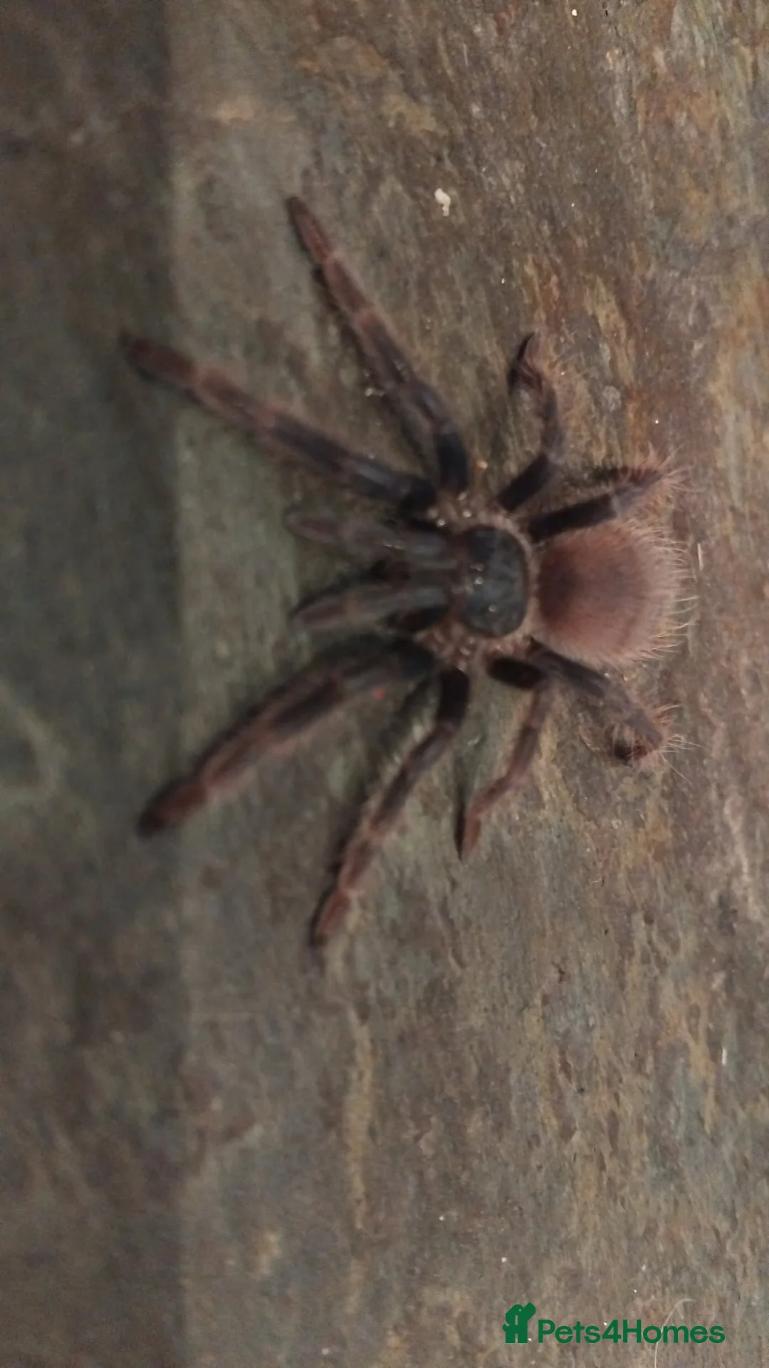 Tarantulas invertebrates for sale: Brazilian blue  - Advert 4