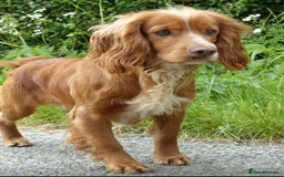 Sprocker dogs for sale: Sprocker ready to steal your heart & your slippers - Image 4