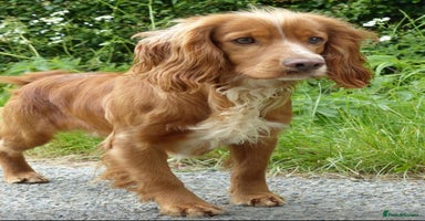 Sprocker dogs - Advert 14