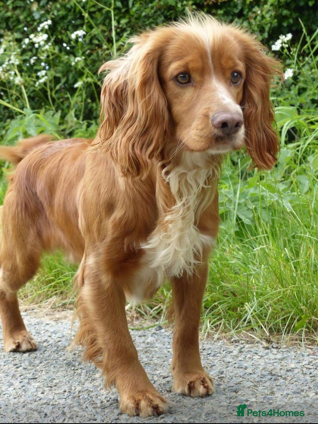 Sprocker dogs for sale: Sprocker ready to steal your heart & your slippers - Image 4