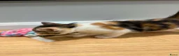 Mixed Breed cats for sale: Kittens  - Advert 4