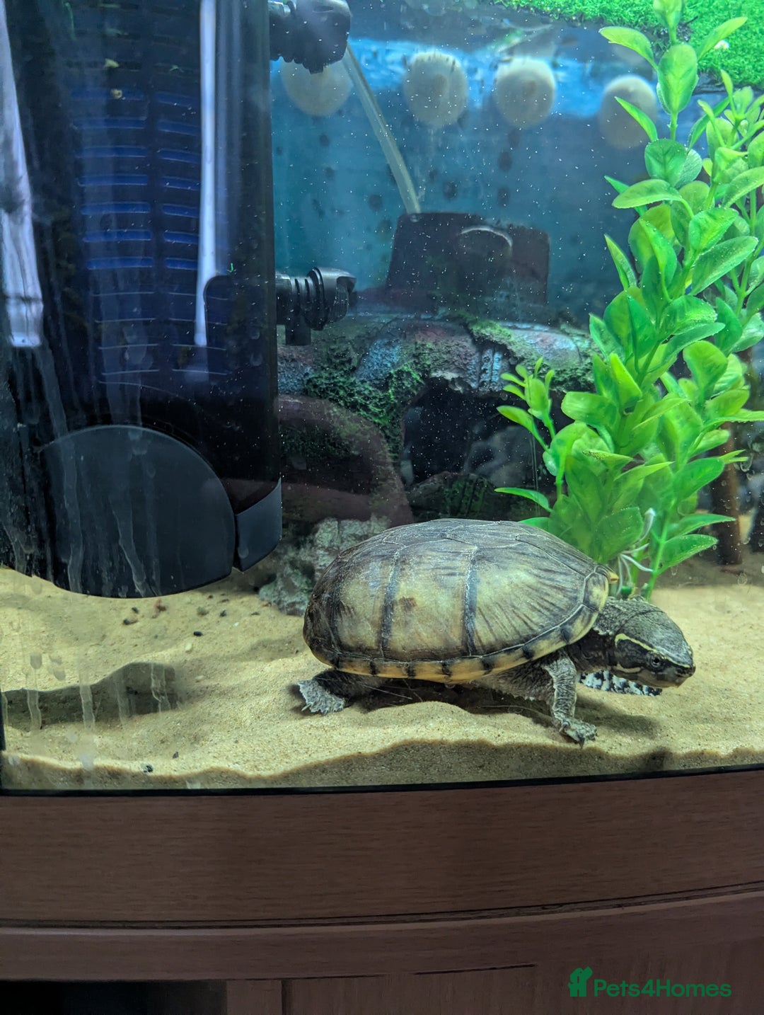 Turtle reptiles for sale: Musk turtle - Image 2
