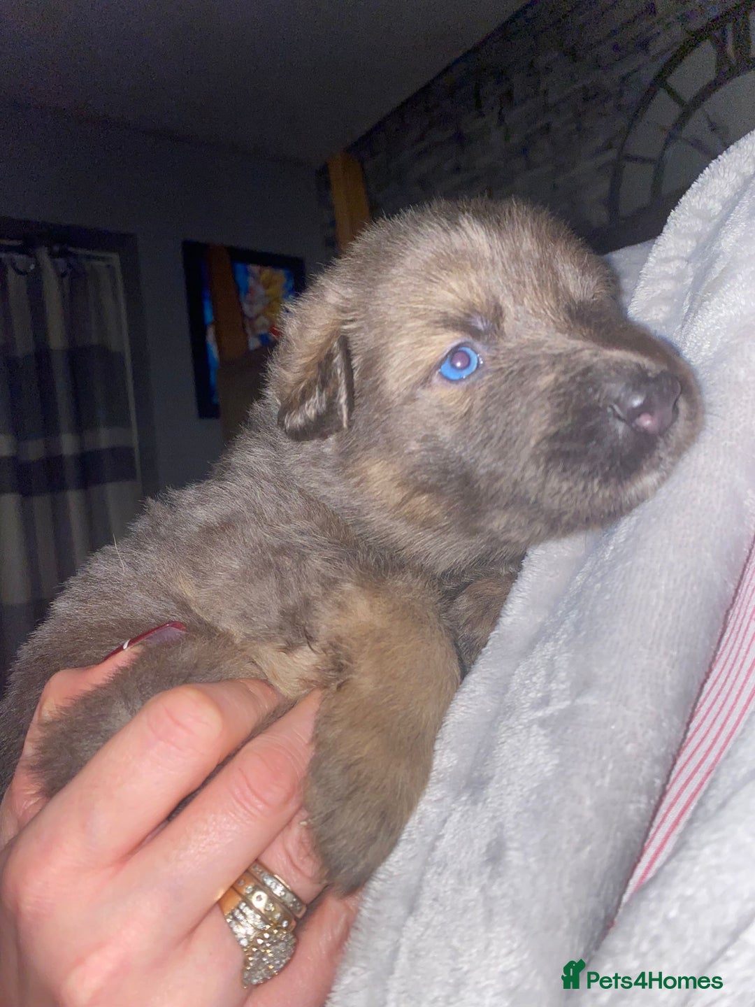 German Shepherd dogs for sale: Blue eyed long hair, blue German shepherds - Advert 1