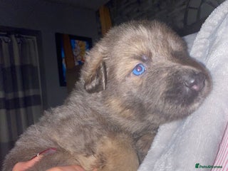 German Shepherd dogs Blue eyed long hair, blue German shepherds - Advert 1