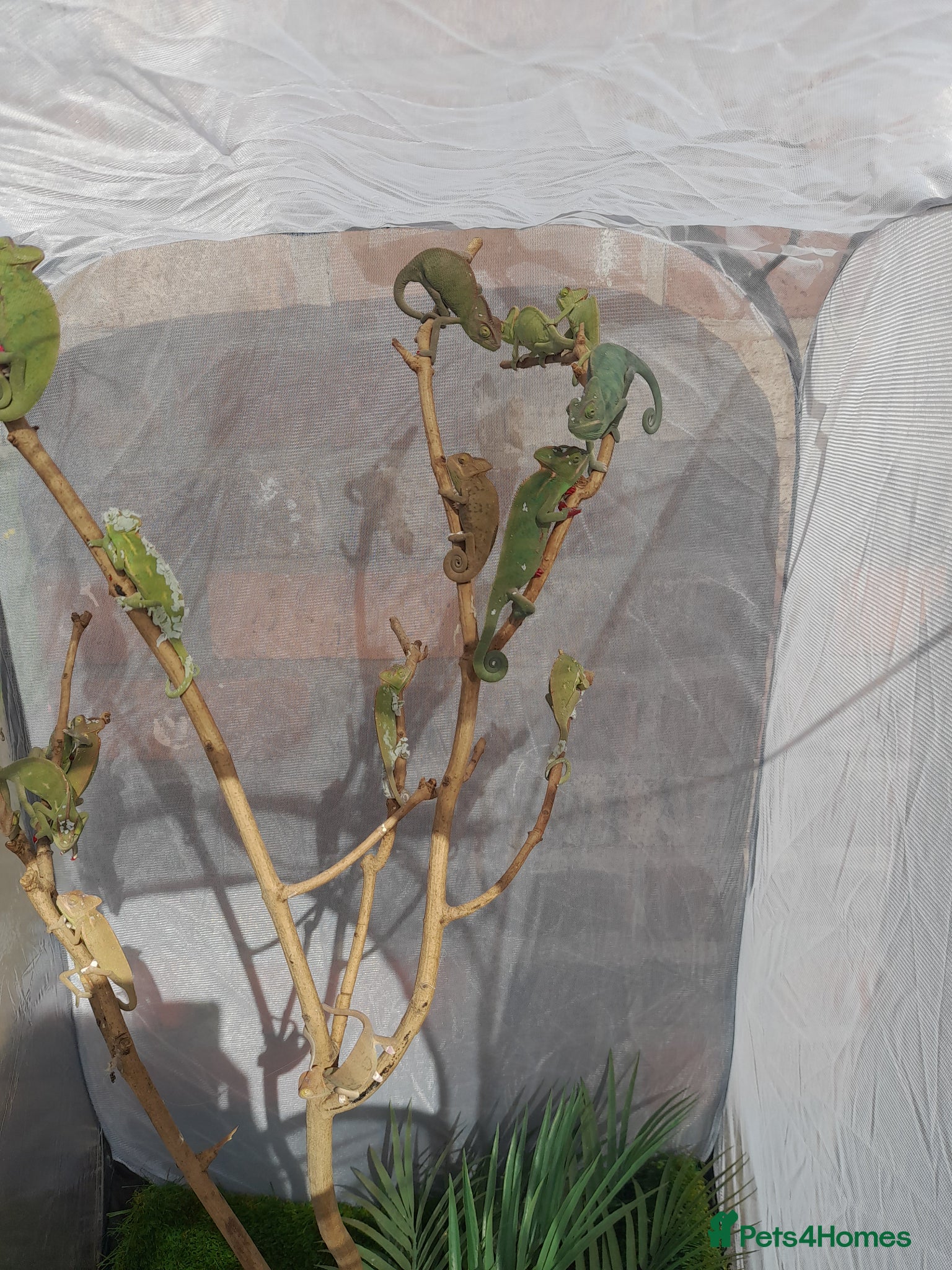 Chameleon reptiles Veiled chameleons  - Advert 1